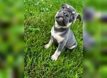 Einzigartige Bullies - Französische Bulldogge Welpen