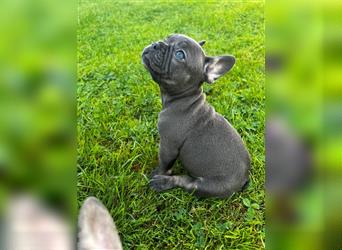 Einzigartige Bullies - Französische Bulldogge Welpen