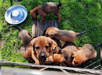 Rhodesian Ridgeback - Berner Sennenhund Welpen (abgabebereit)