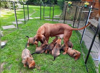 Rhodesian Ridgeback - Berner Sennenhund Welpen (abgabebereit)