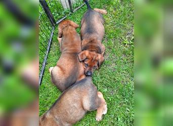 Rhodesian Ridgeback - Berner Sennenhund Welpen (abgabebereit)