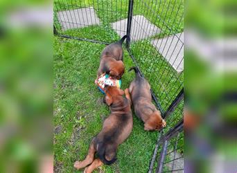 Rhodesian Ridgeback - Berner Sennenhund Welpen (abgabebereit)