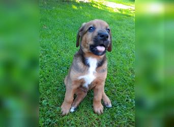 Rhodesian Ridgeback - Berner Sennenhund Welpen (abgabebereit)