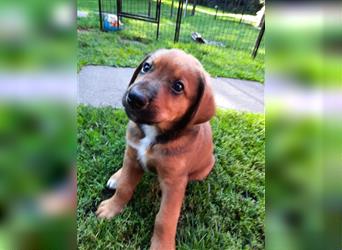 Rhodesian Ridgeback - Berner Sennenhund Welpen (abgabebereit)