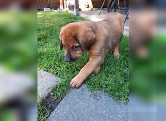 Rhodesian Ridgeback - Berner Sennenhund Welpen (abgabebereit)