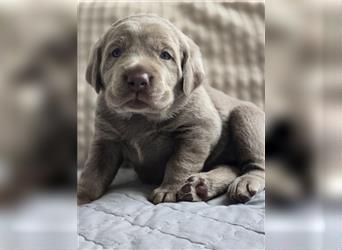 Labmaraner Welpen ( Labrador- Weimaraner)