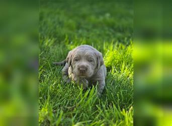 Labmaraner Welpen ( Labrador- Weimaraner)