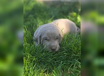 Labmaraner Welpen ( Labrador- Weimaraner)