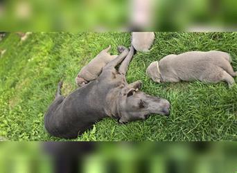 Labmaraner Welpen ( Labrador- Weimaraner)