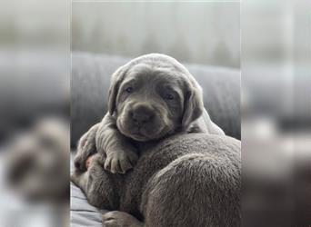 Labmaraner Welpen ( Labrador- Weimaraner)