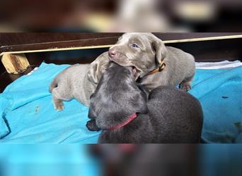 Labmaraner Welpen ( Labrador- Weimaraner)