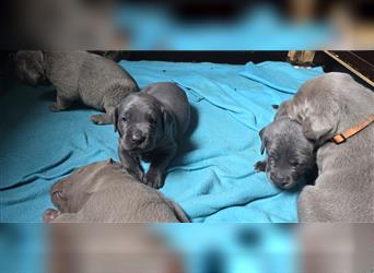 Labmaraner Welpen ( Labrador- Weimaraner)