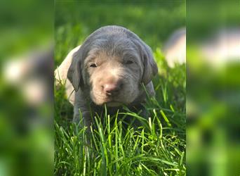 Labmaraner Welpen ( Labrador- Weimaraner)