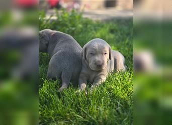 Labmaraner Welpen ( Labrador- Weimaraner)