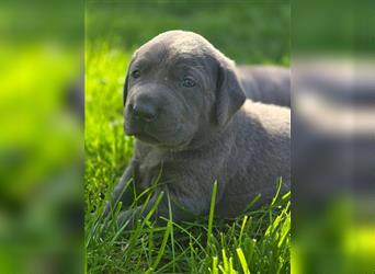 Labmaraner Welpen ( Labrador- Weimaraner)