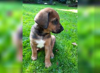 Rhodesian Ridgeback - Berner Sennenhund Welpen