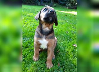 Rhodesian Ridgeback - Berner Sennenhund Welpen