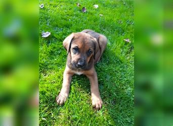 Rhodesian Ridgeback - Berner Sennenhund Welpen