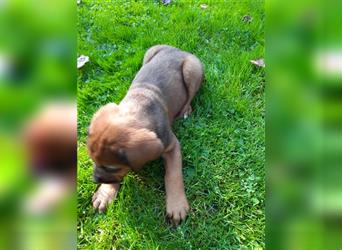 Rhodesian Ridgeback - Berner Sennenhund Welpen