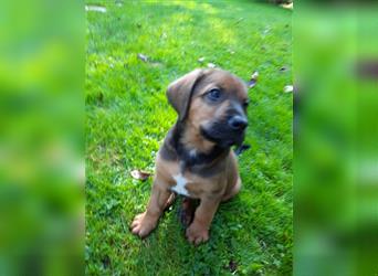 Rhodesian Ridgeback - Berner Sennenhund Welpen (abgabebereit)