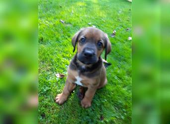 Rhodesian Ridgeback - Berner Sennenhund Welpen (abgabebereit)