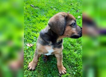 Rhodesian Ridgeback - Berner Sennenhund Welpen (abgabebereit)