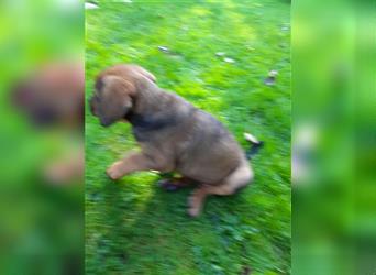 Rhodesian Ridgeback - Berner Sennenhund Welpen (abgabebereit)