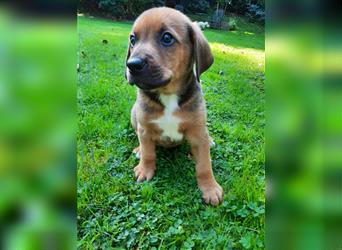 Rhodesian Ridgeback - Berner Sennenhund Welpen (abgabebereit)