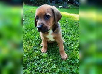 Rhodesian Ridgeback - Berner Sennenhund Welpen --reserviert--