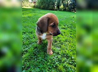 Rhodesian Ridgeback - Berner Sennenhund Welpen (abgabebereit)