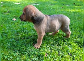 Rhodesian Ridgeback - Berner Sennenhund Welpen --reserviert--