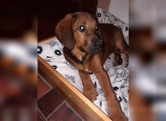 Rhodesian Ridgeback - Berner Sennenhund Welpen --reserviert--