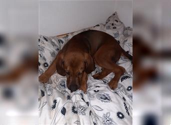 Rhodesian Ridgeback - Berner Sennenhund Welpen --reserviert--