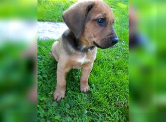 Rhodesian Ridgeback - Berner Sennenhund Welpen (abgabebereit)