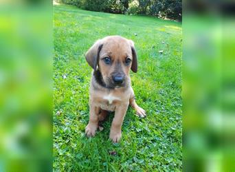 Rhodesian Ridgeback - Berner Sennenhund Welpen (abgabebereit)