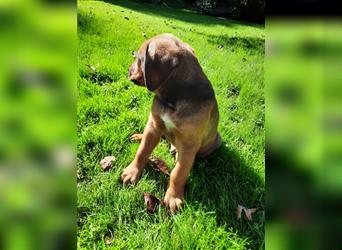 Rhodesian Ridgeback - Berner Sennenhund Welpen (abgabebereit)