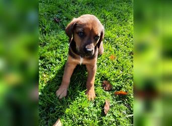 Rhodesian Ridgeback - Berner Sennenhund Welpen