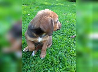 Rhodesian Ridgeback - Berner Sennenhund Welpen