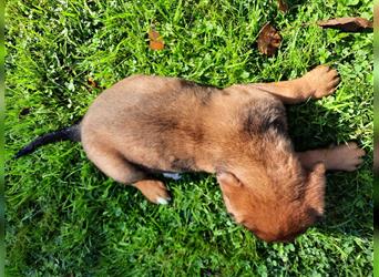 Rhodesian Ridgeback - Berner Sennenhund Welpen