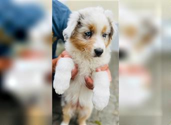 Australian shepherd Welpen 