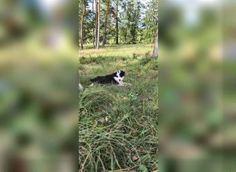 Australian shepherd Welpen 