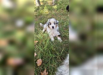 Australian shepherd Welpen 