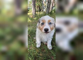 Australian shepherd Welpen 