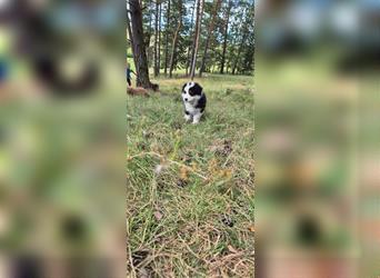 Australian shepherd Welpen 