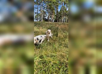 Australian shepherd Welpen 