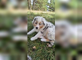 Australian shepherd Welpen 