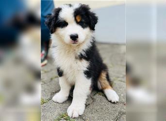 Australian shepherd Welpen 