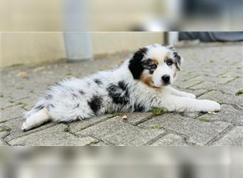 Australian shepherd Welpen 