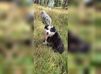 Australian shepherd Welpen 