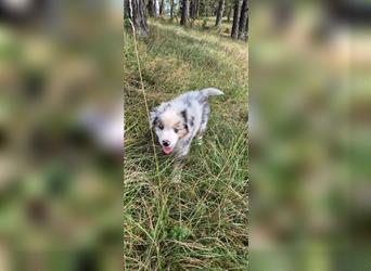 Australian shepherd Welpen 